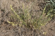 Mulford's milkvetch (Astragalus mulfordiae)